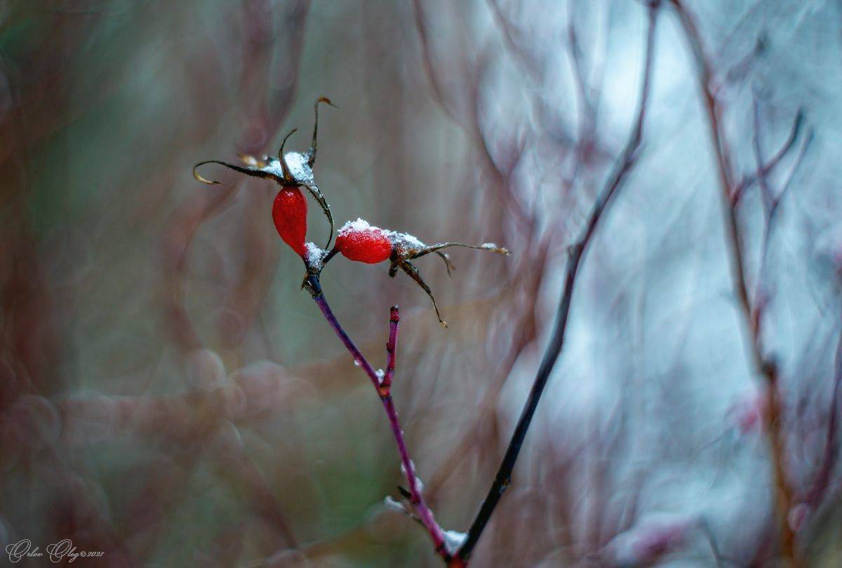 , Орлов Олег