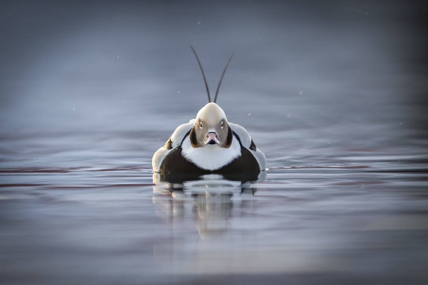 , Rimantas Stankunas