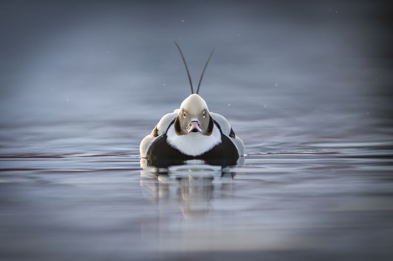Clangula hyemalis фото превью
