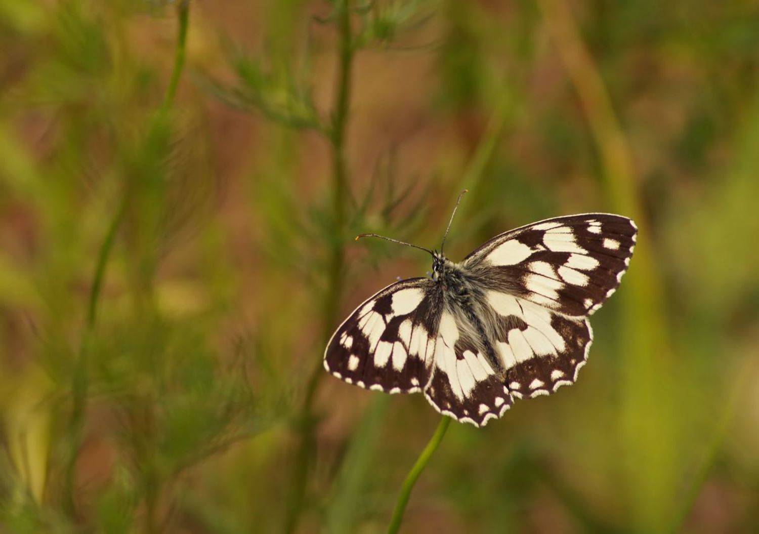 , Чепленко Алексей