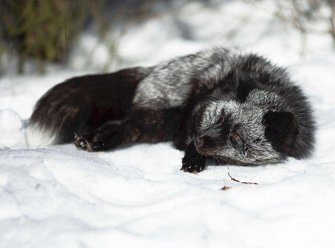 лиса,чернобурая,красотка, охота,красота,природа, fox, black, hunting,beautiful, nature, Юлия Стукалова