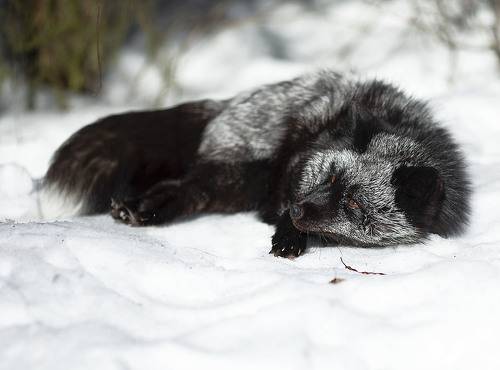 Лиса отдыхает