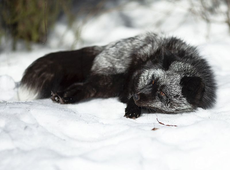 Лиса отдыхает фото превью