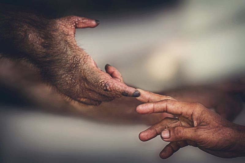 Animal Photo фото превью