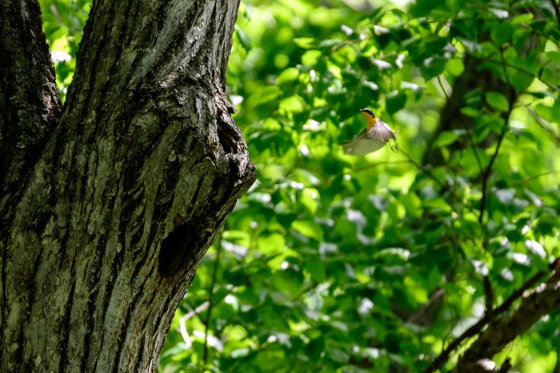 Птахи фото превью