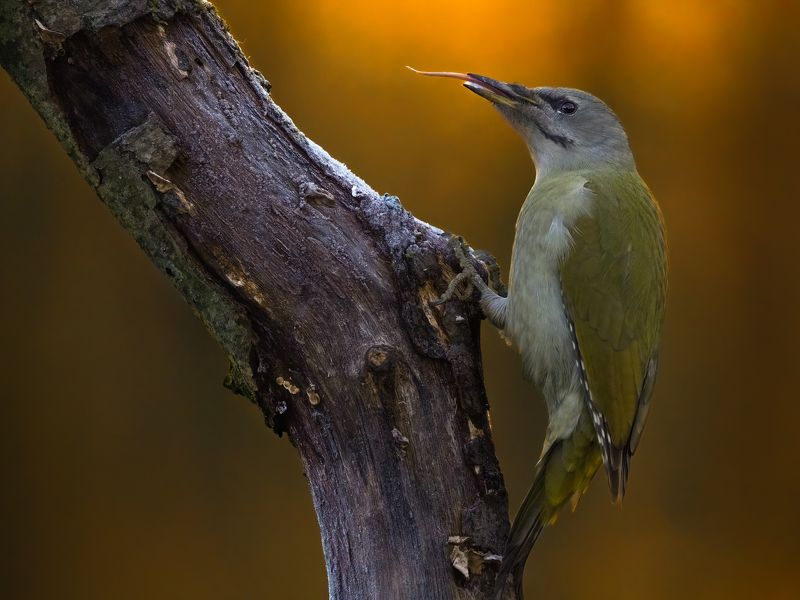 Woodpeckers фото превью