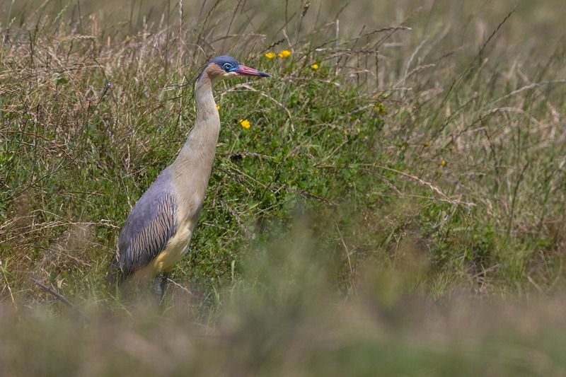 Свистящая цапля фото превью