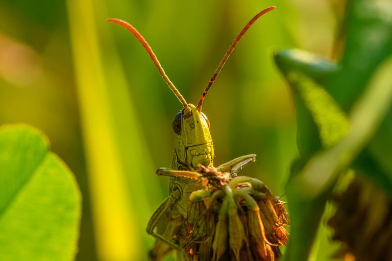 Grasshopper фото превью
