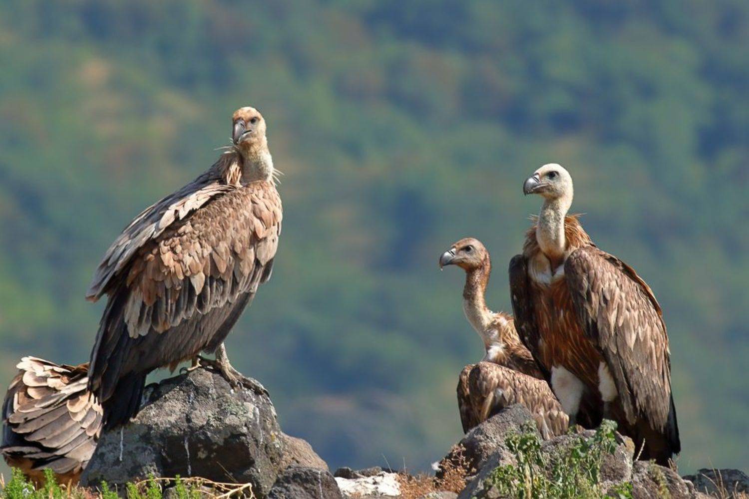 , Георги Славов