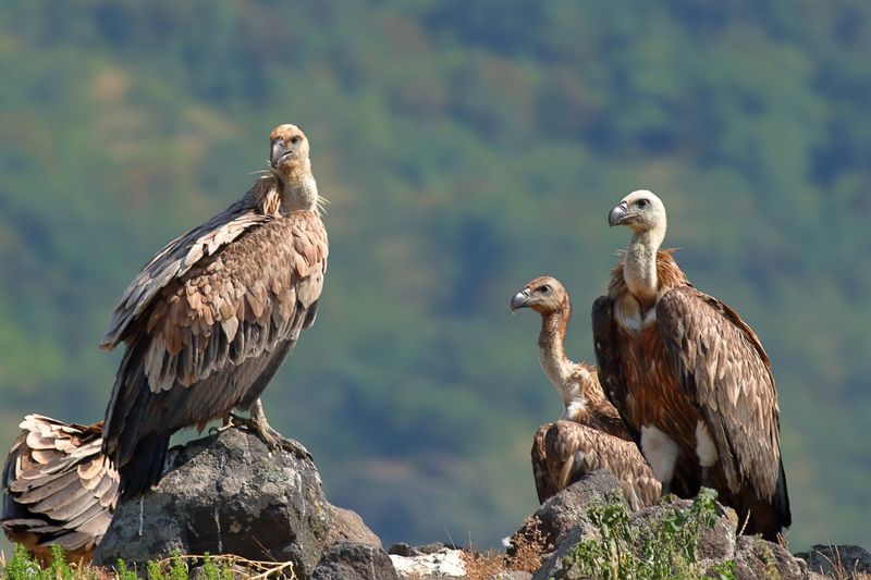 Guys, Christmas is coming... фото превью
