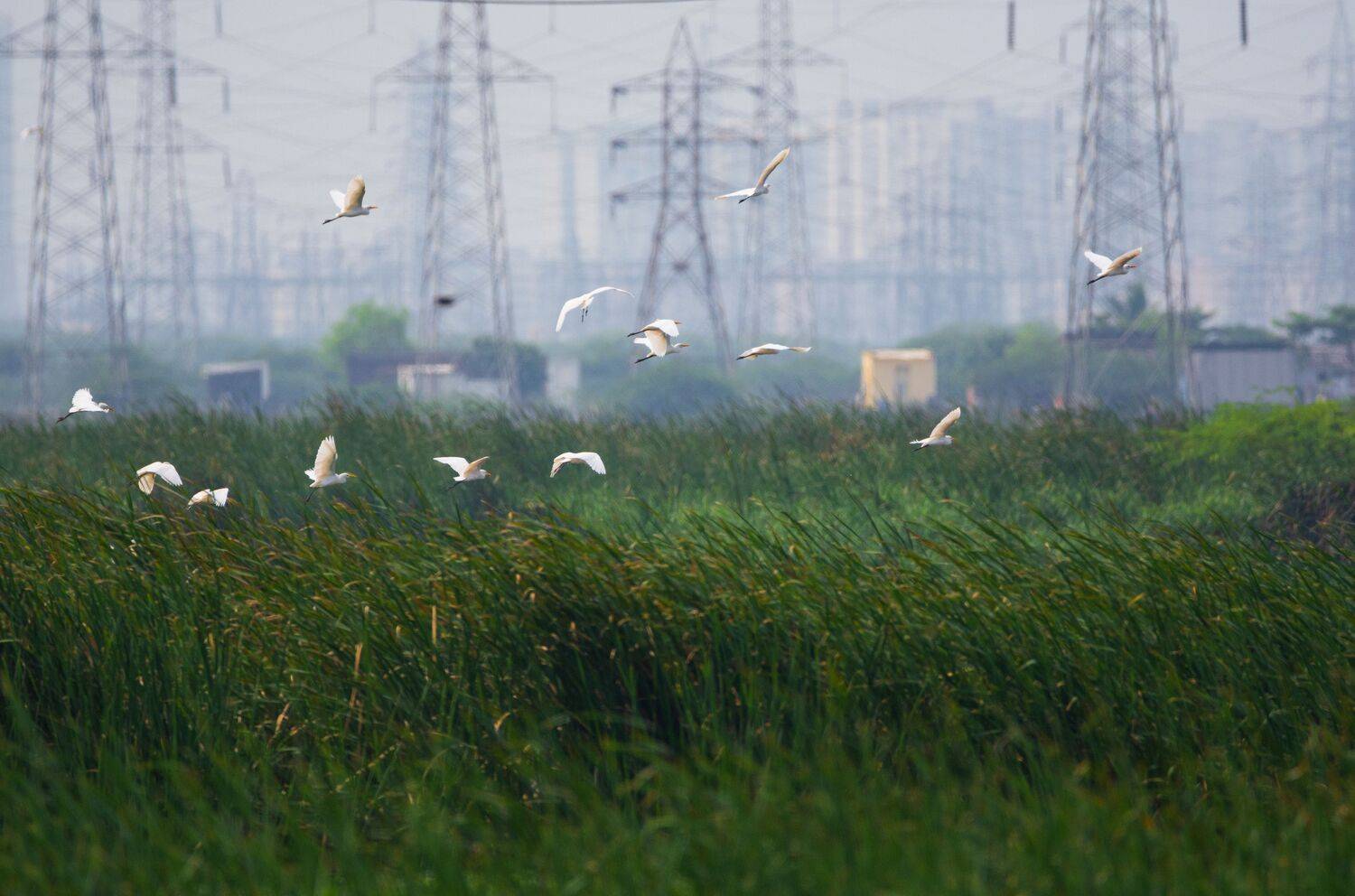 duck, bird, birds, wild, wings, beauty, nature, swan, feather, spread,animal,animals,nikon,landscape,jungle,forest,architecture,marsh, G N RAJA
