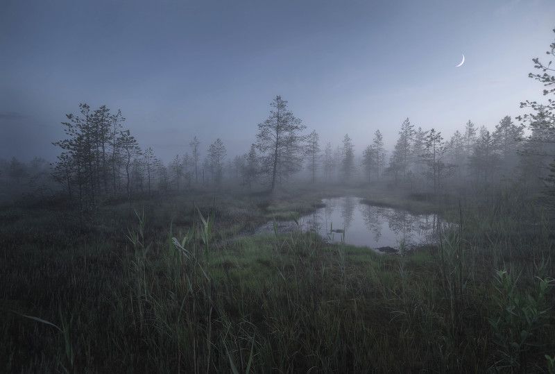 Рассвет на болоте фото превью