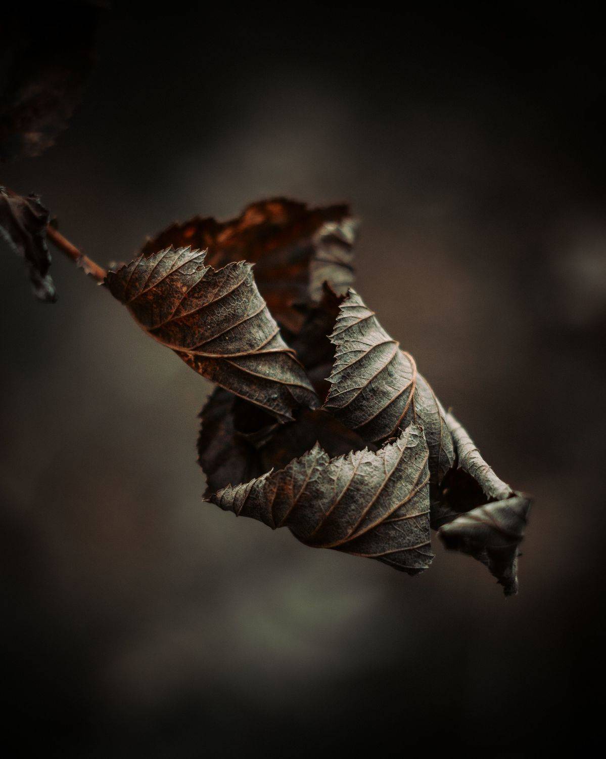 , Максим Салихов