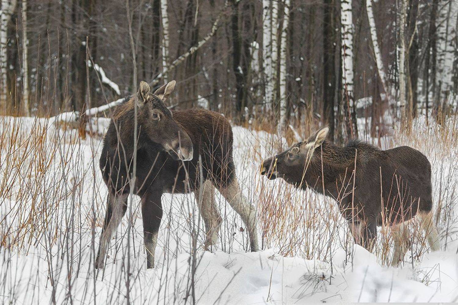 лосиха, лосёнок, лес, декабрь, Наталия Сытина
