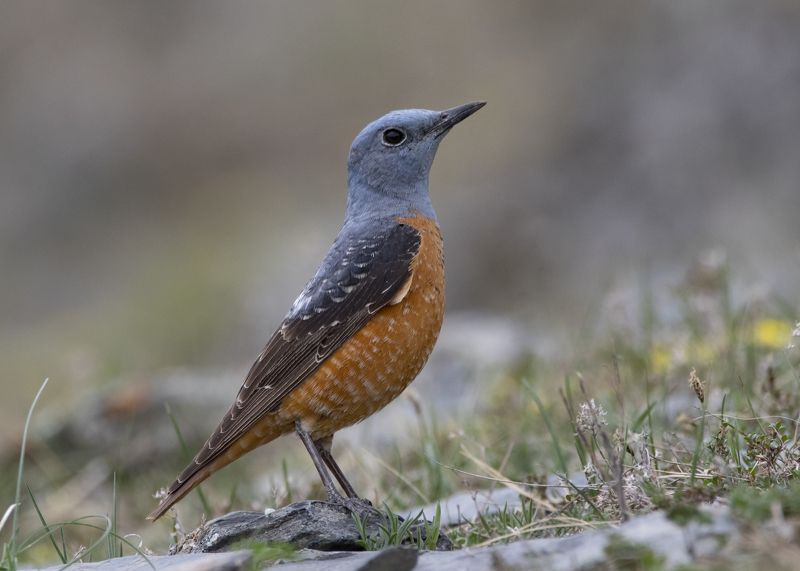 дрозд птица Пёстрый каменный дрозд фото превью