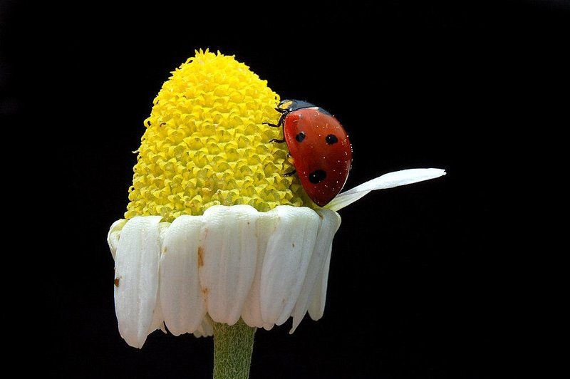 aşka dair фото превью