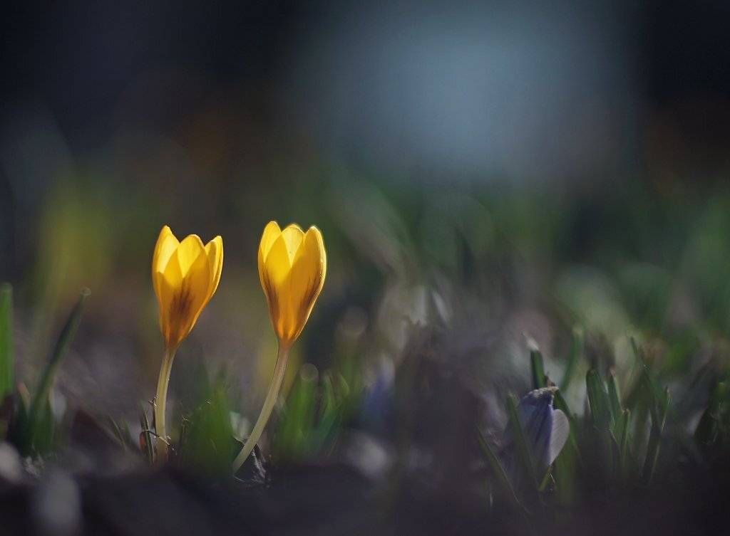 , Валерия Зверева