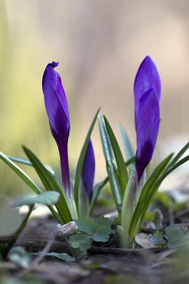 , Иваненко Светлана