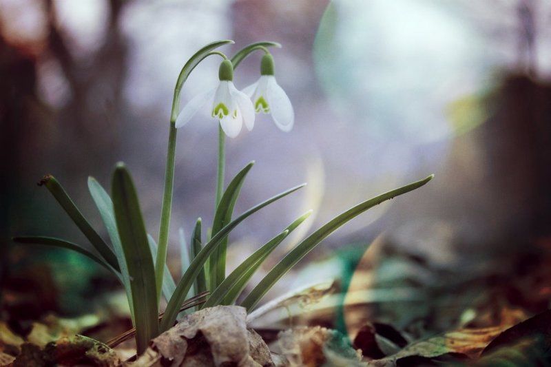 Март фото превью