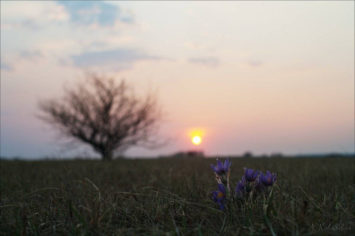 Minolta MD 50/1.7, Белгородский заповедник, Ямская степь, Ковалевич А.