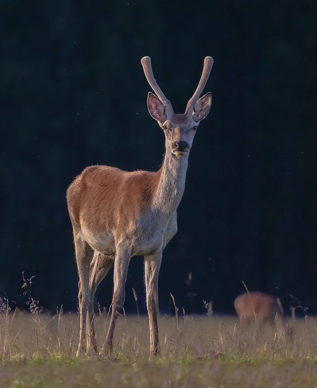 Олени, Оленята Тинейджеры фото превью