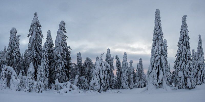 Снежные стражи фото превью