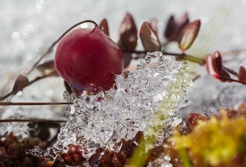Клюква развесистая, весенняя фото превью