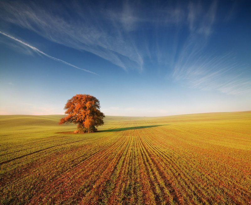 Autumn tree фото превью