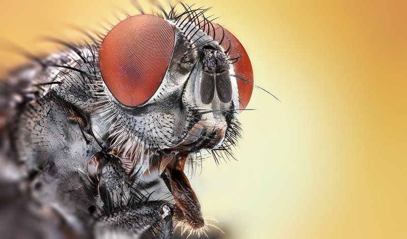 The Red фото превью