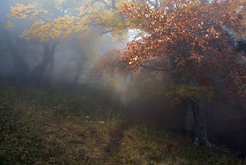 В сказочном лесу фото превью