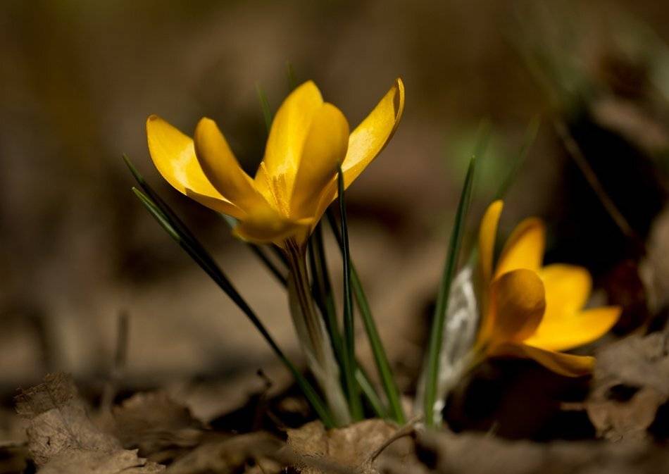 , Иваненко Светлана