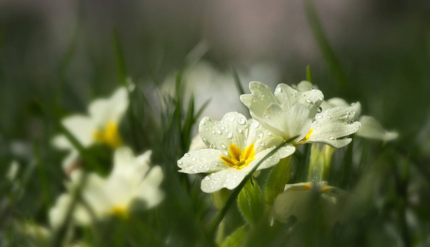 , Ирина Костова