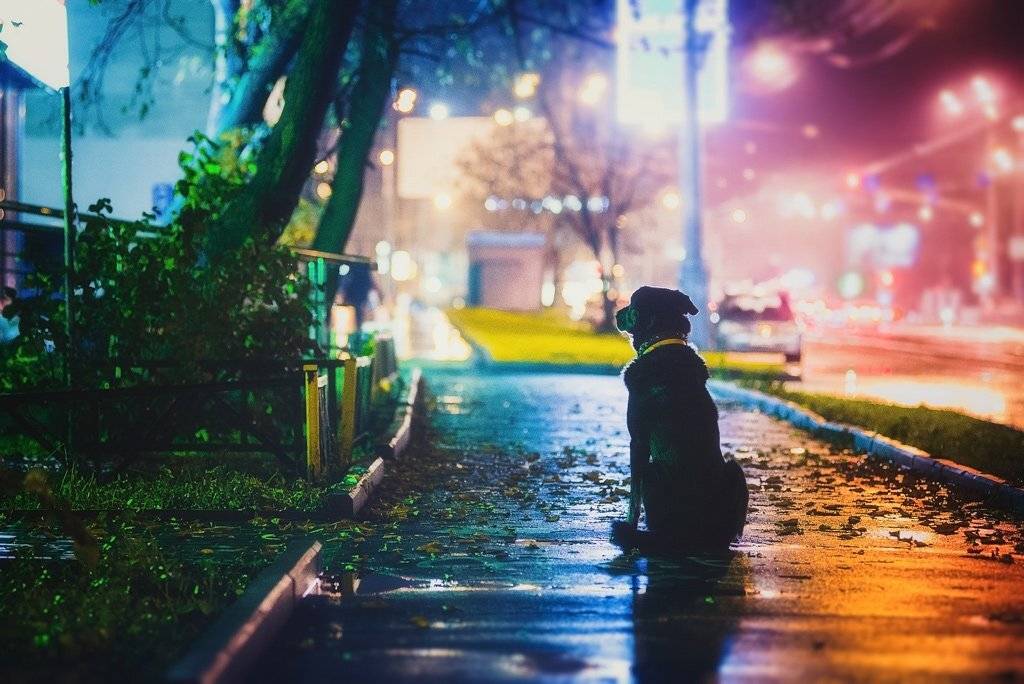 , Антон Привалов