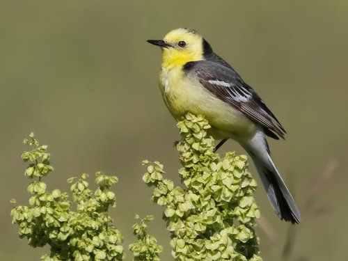 Желтоголовая трясогузка (лат. Motacilla citreola).
