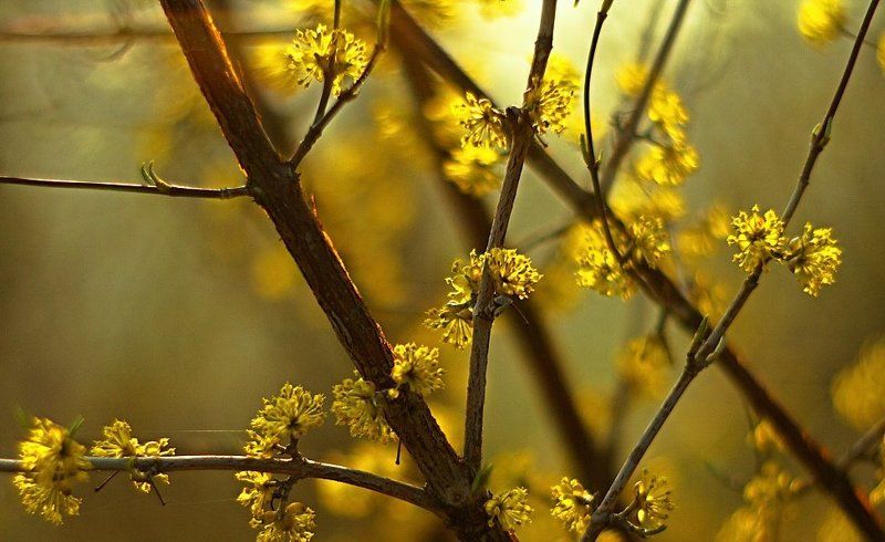Springtime фото превью