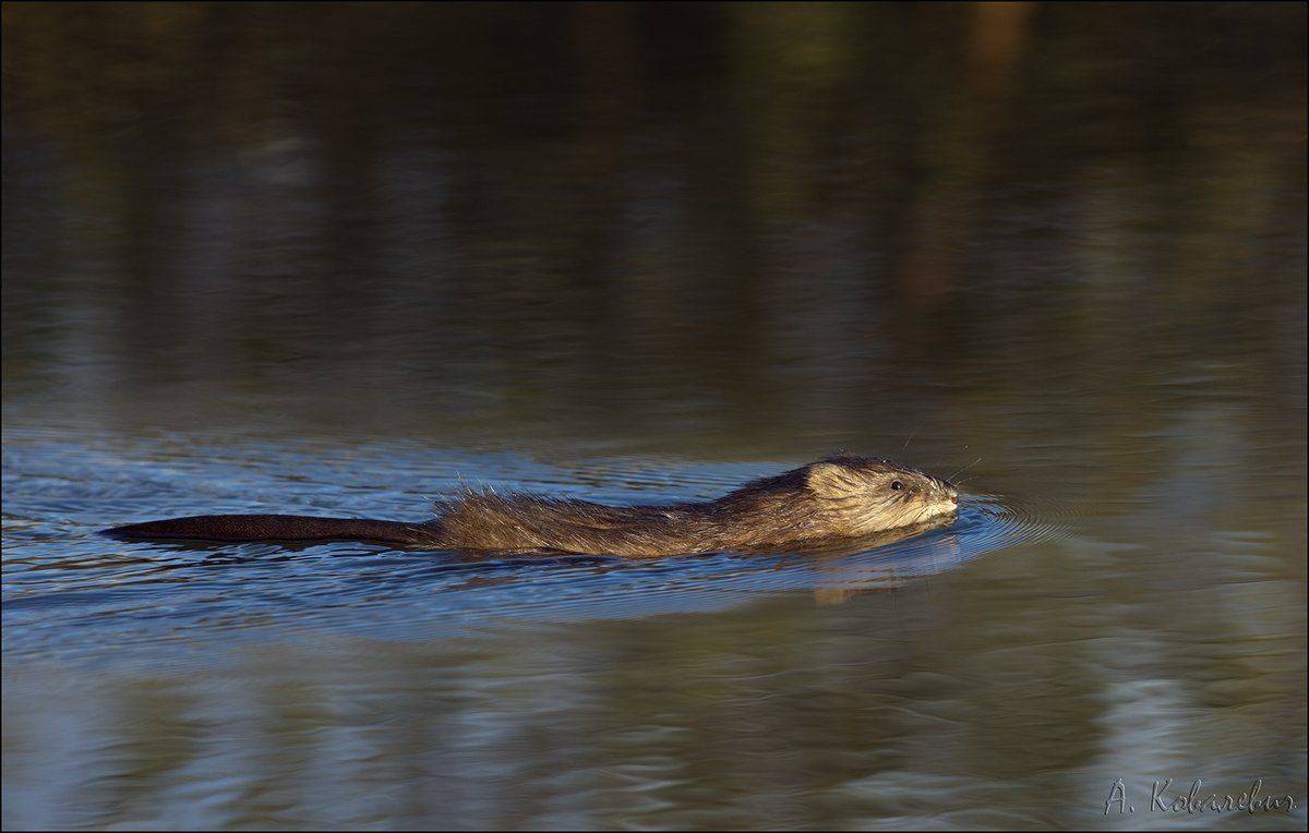 , Ковалевич А.