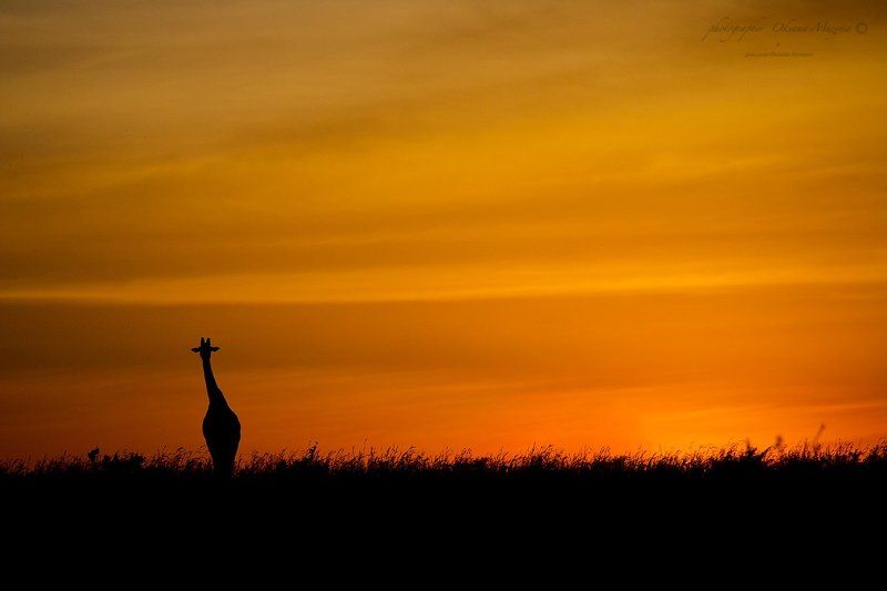 Кения . XL (большой размер) фото превью