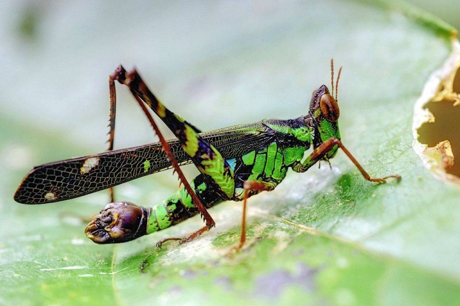 Closeup, Laos, Macro, Лаос, Макро, Эриантус, Alexey Gnilenkov