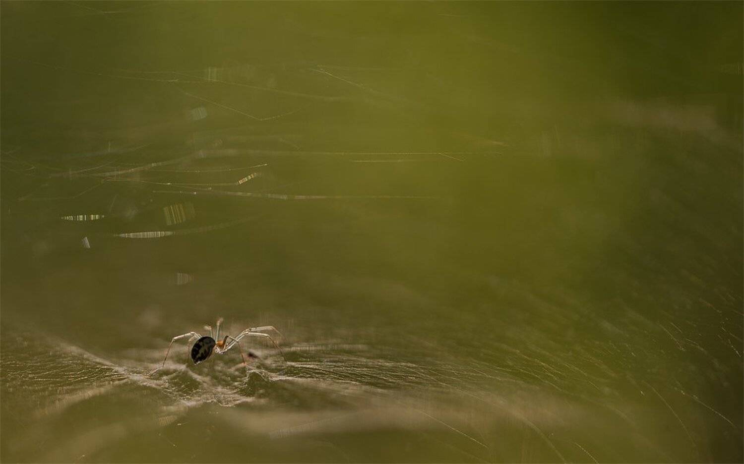 , Геннадий Мещеряков