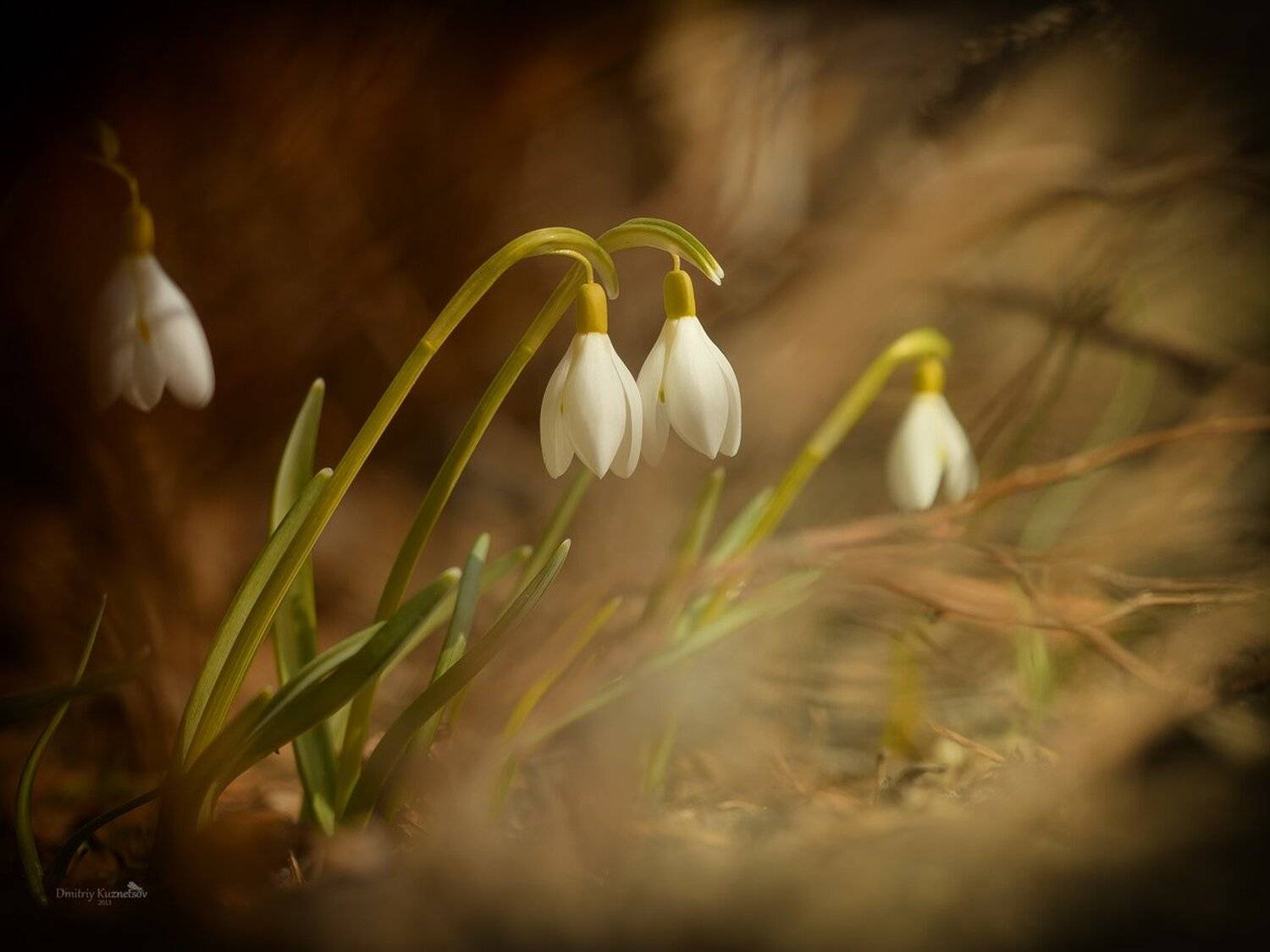 , Кузнецов Дмитрий