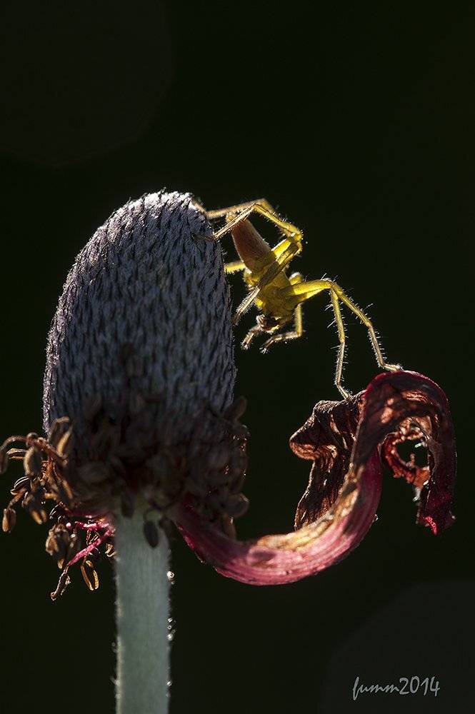 , Игорь ФУММ