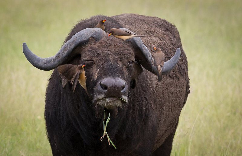 big five.. фото превью