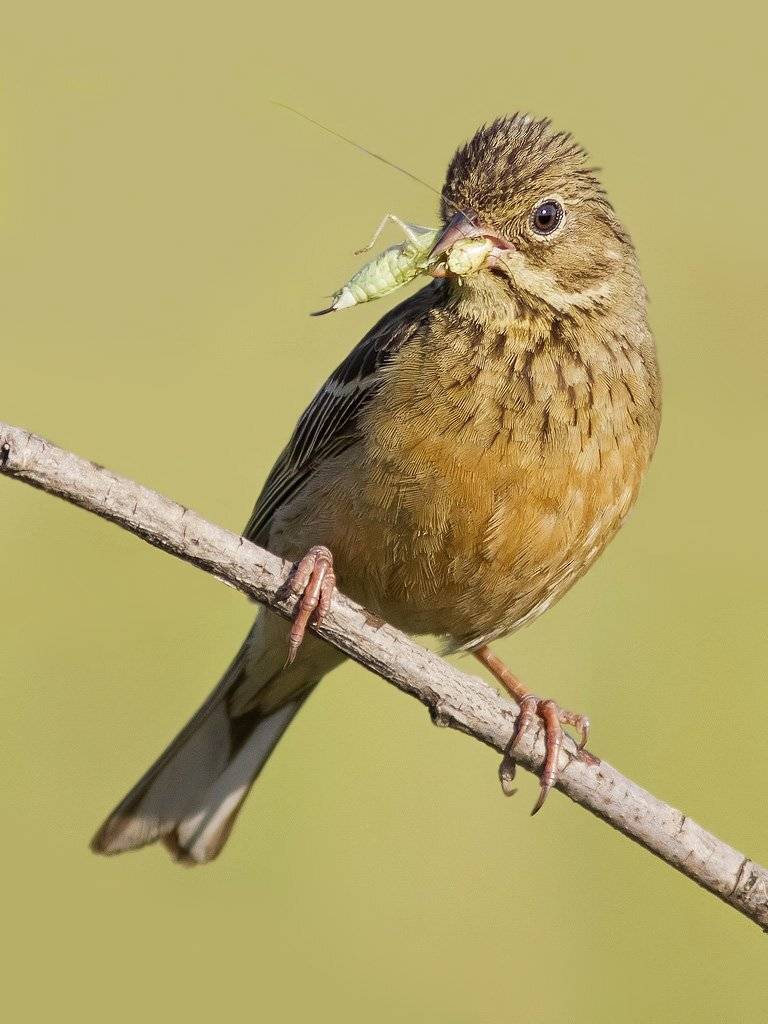 Овсянка, Ляпустин Юра