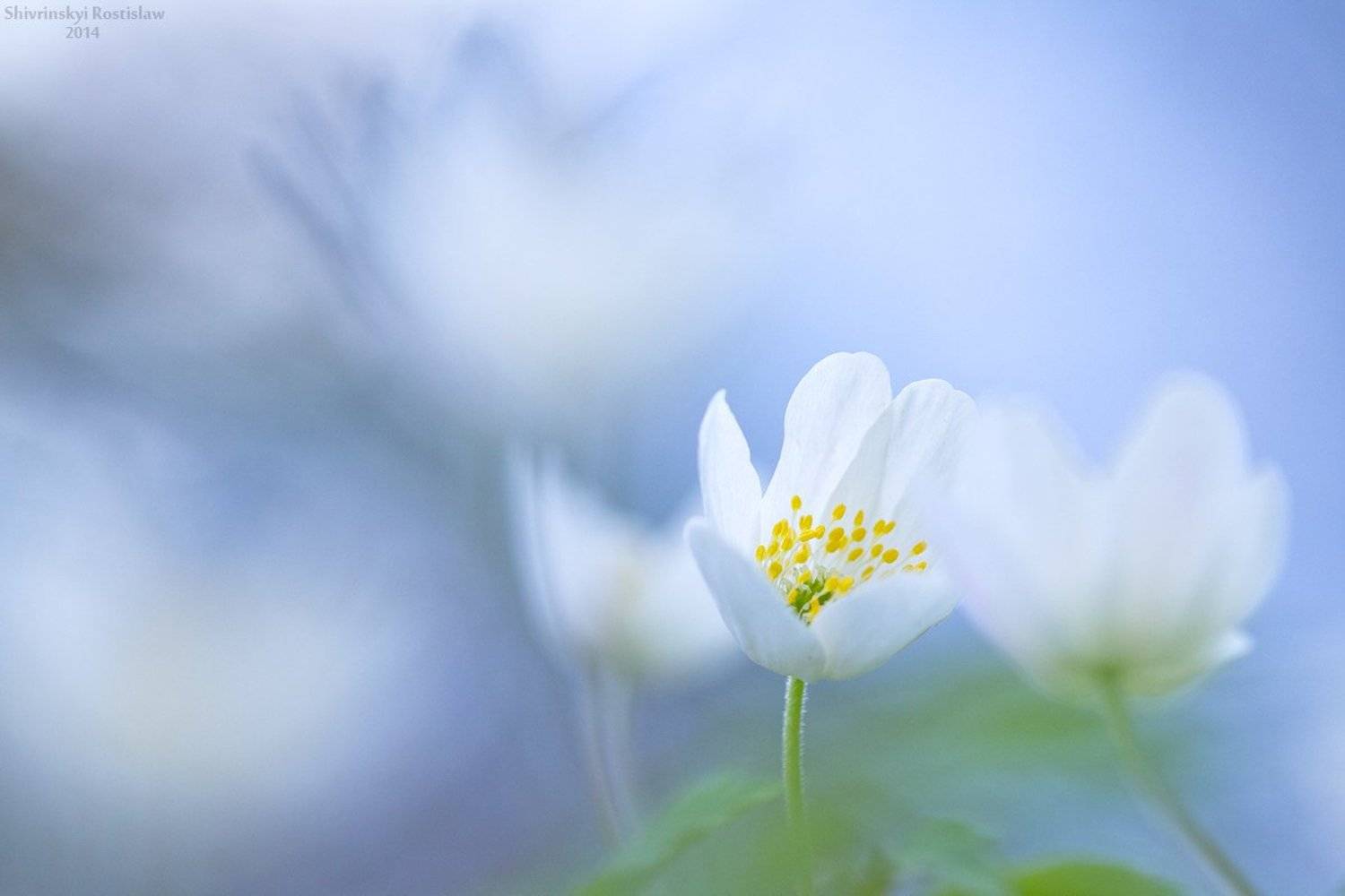 , Шивринский Ростислав