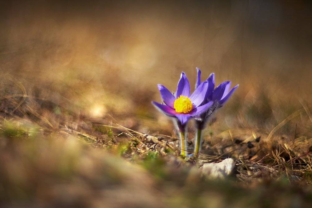 , Франгони Владимир