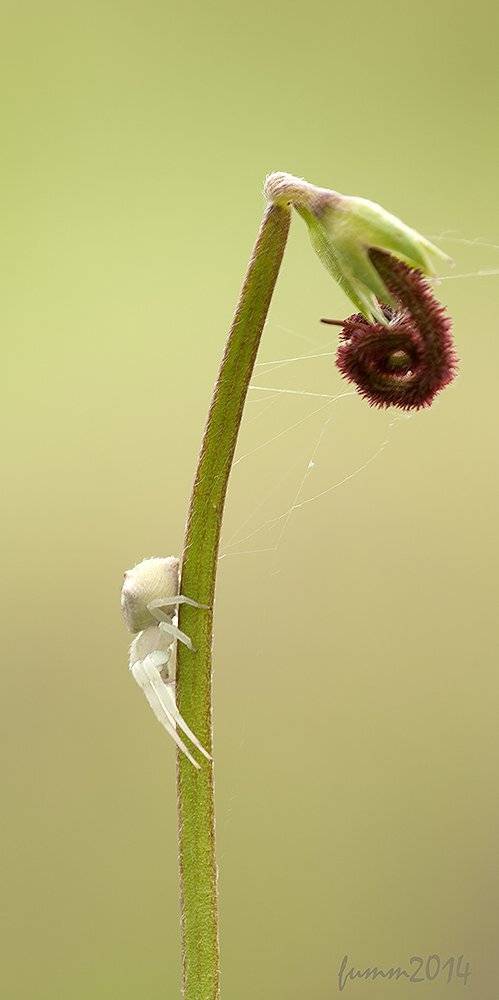 , Игорь ФУММ