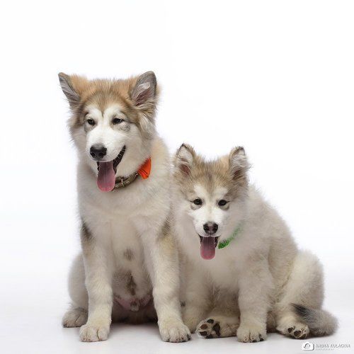 Два товарища