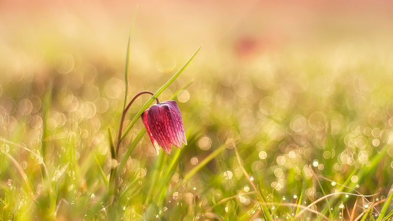 Morning diamond фото превью