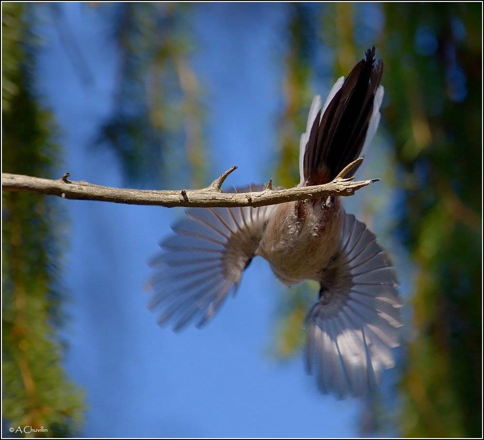 синица,ополовник,влетая,в.весну, Александр Чувилин
