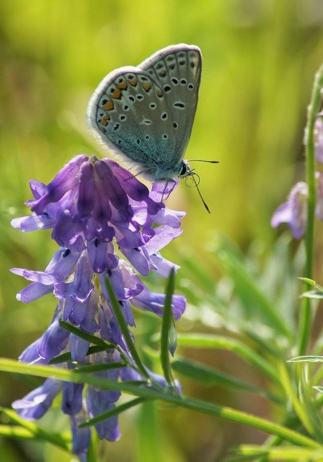 , Чепленко Алексей